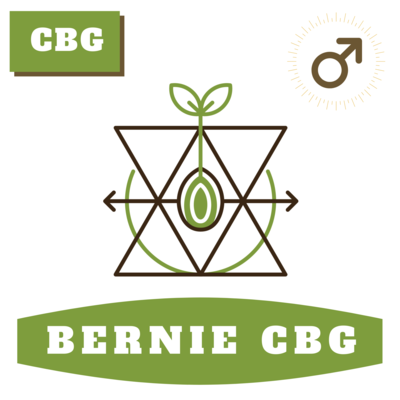 Bernie CBG 