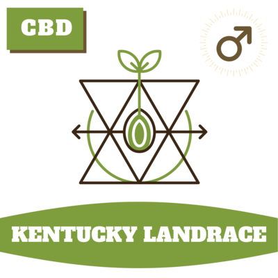 Kentucky Landrace (Semi-Auto) - 30 (R) Seeds