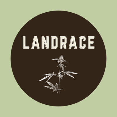 Landrace & Landrace Hybrid Seeds