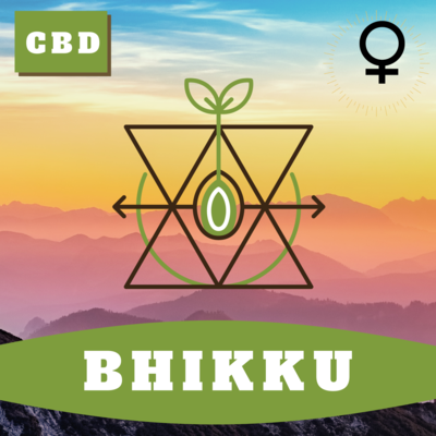 Bhikku (F) Seeds Bhikku (F) Seeds