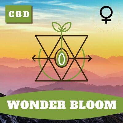 Wonder Bloom (F) Seeds Wonder Bloom (F) Seeds