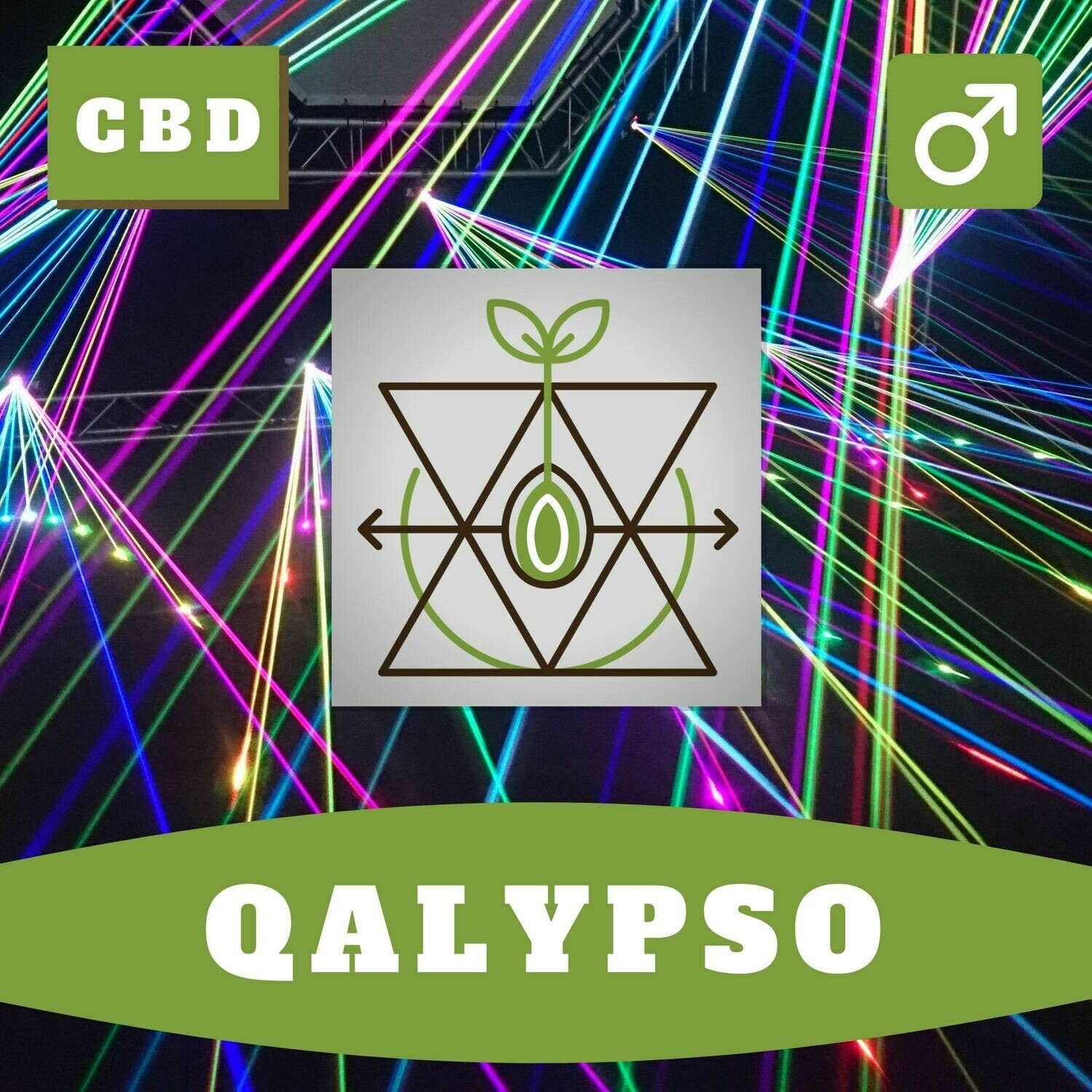 Qalypso 15 (R) Seeds