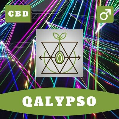Qalypso 15 (R) Seeds Qalypso 15 (R) Seeds