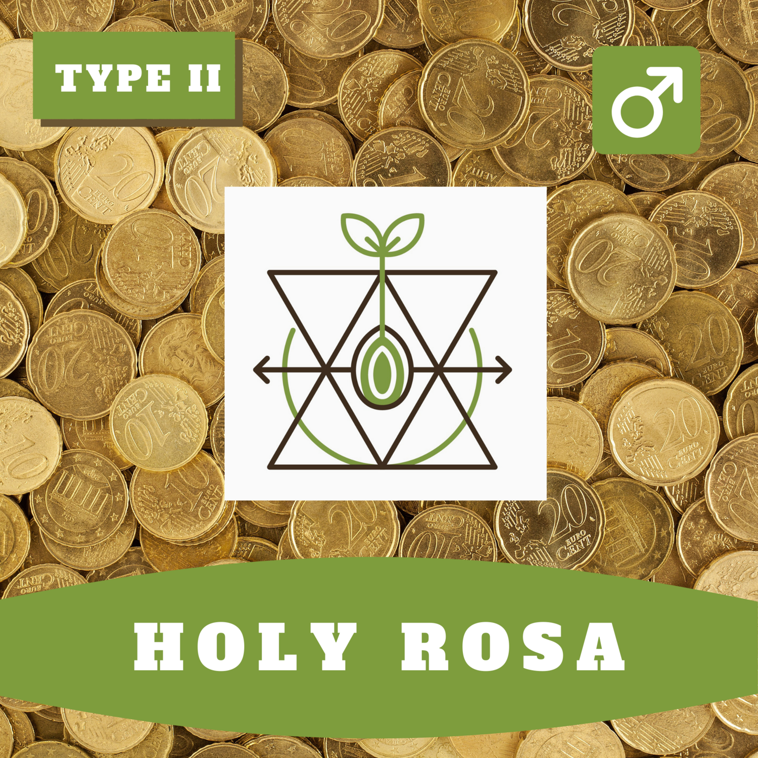 Holy Rosa 
