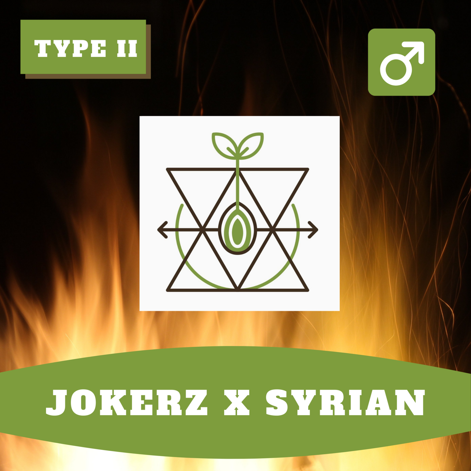 Jokerz x Syrian - 15 (R) Seeds