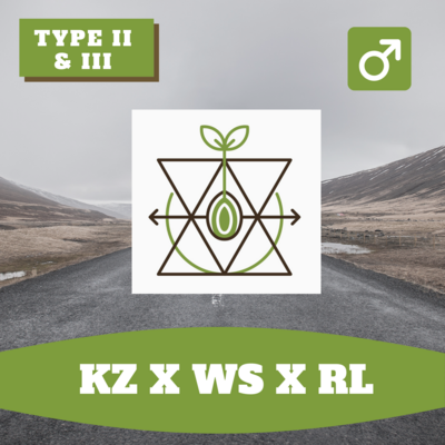 KZ x WS x RL