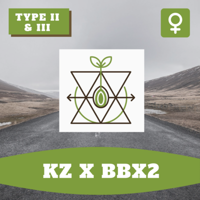 KZ x BBX2