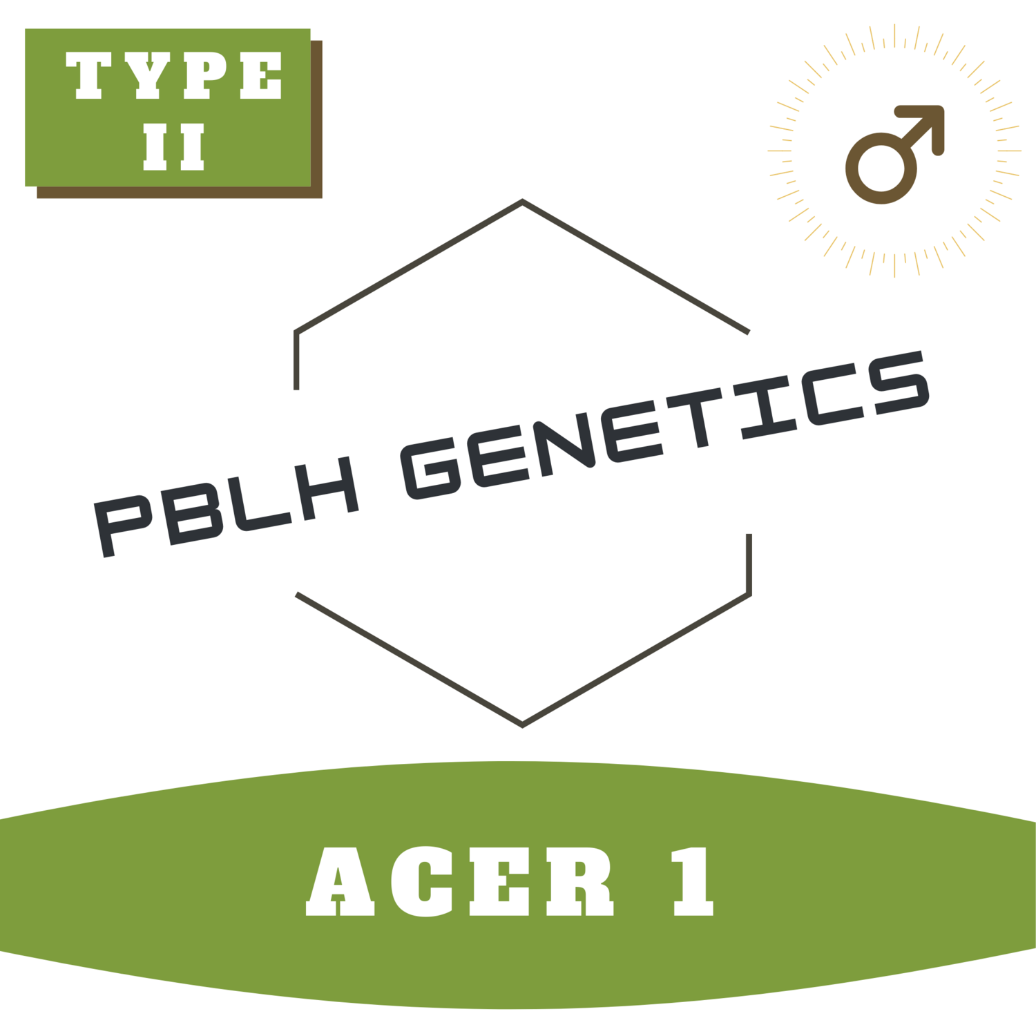 Acer 1 - (R) 25 Seeds