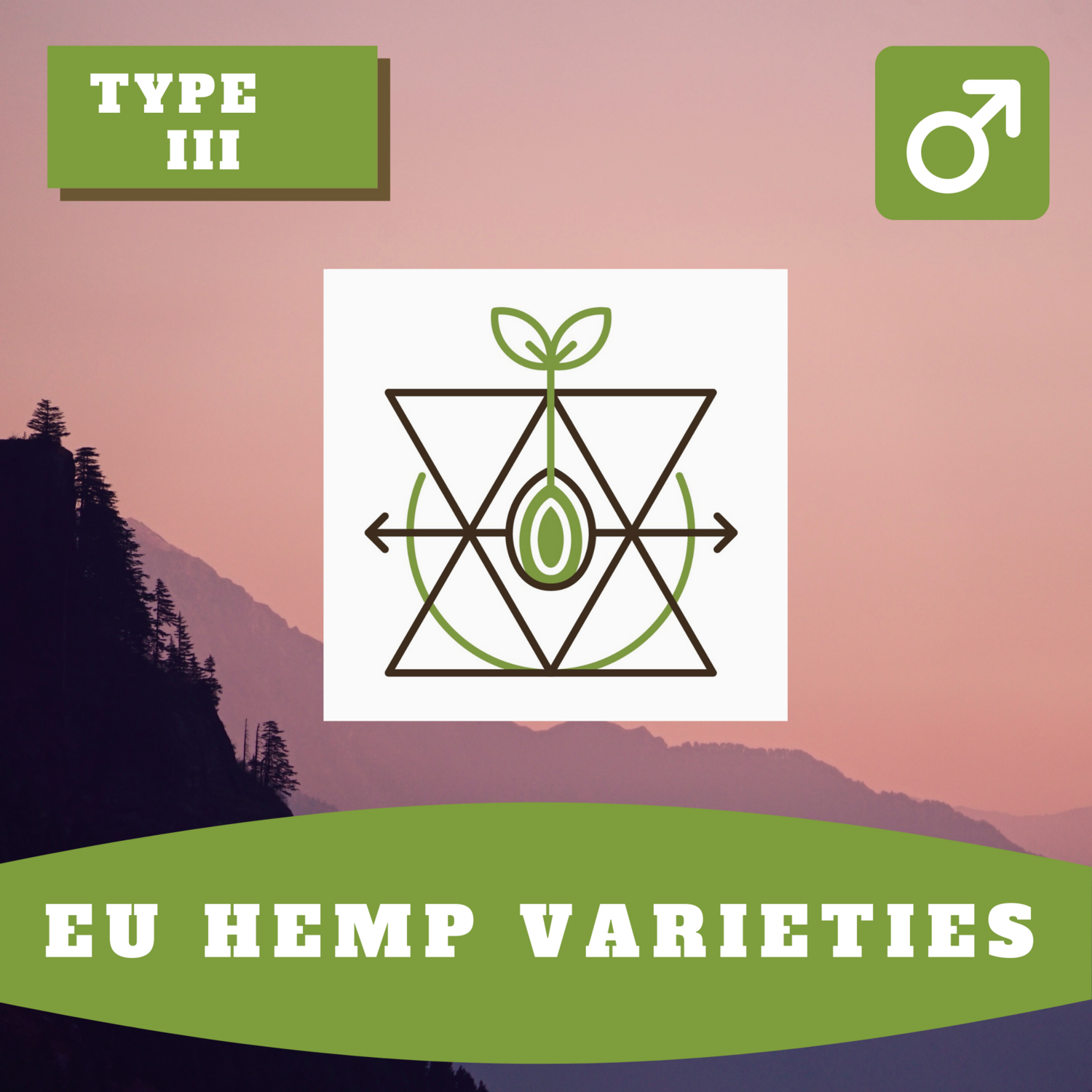 EU Hemp Varieties Misc. - 30 (R) Seeds