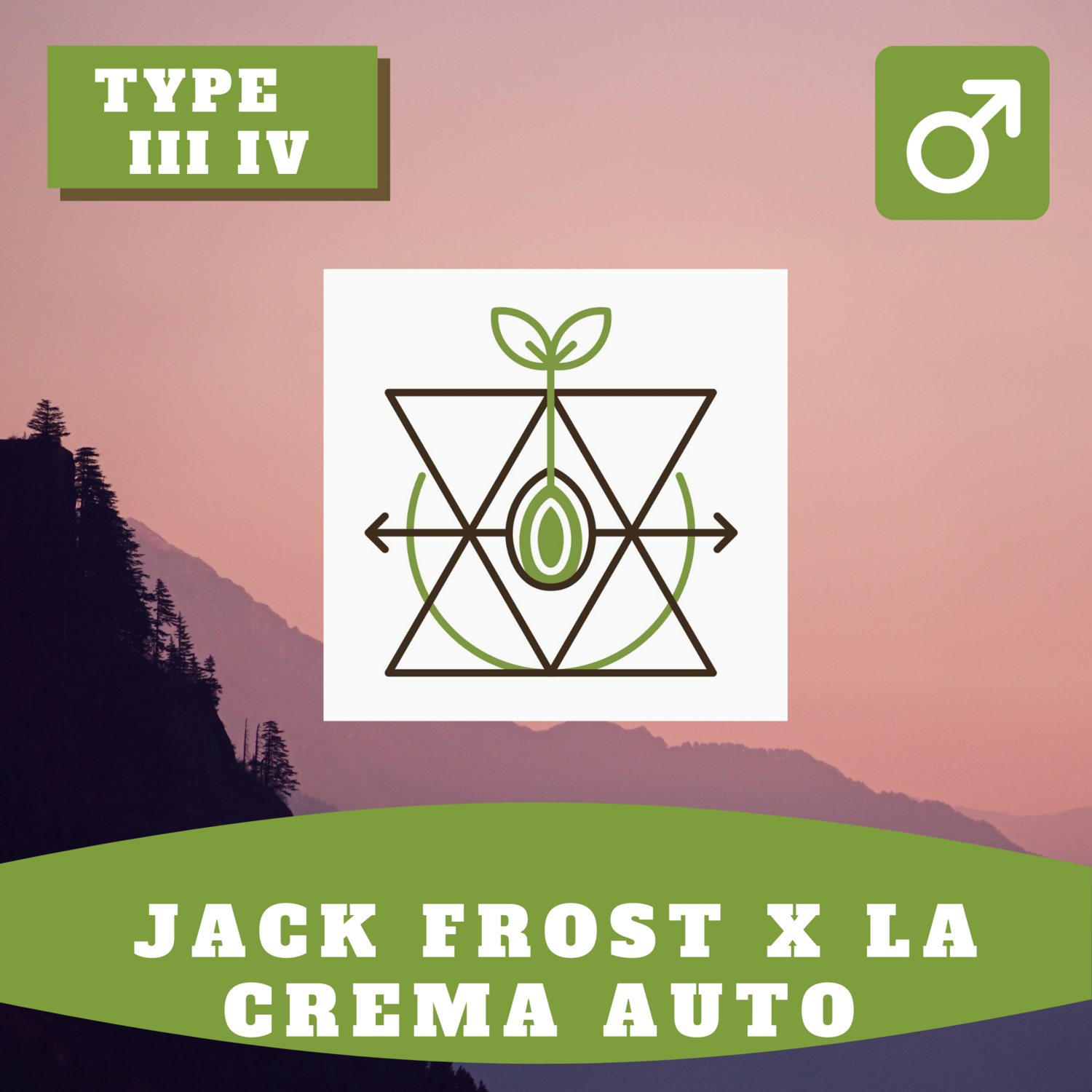 Jack Frost CBG X La Crema Auto CBG -30 (R) Seeds