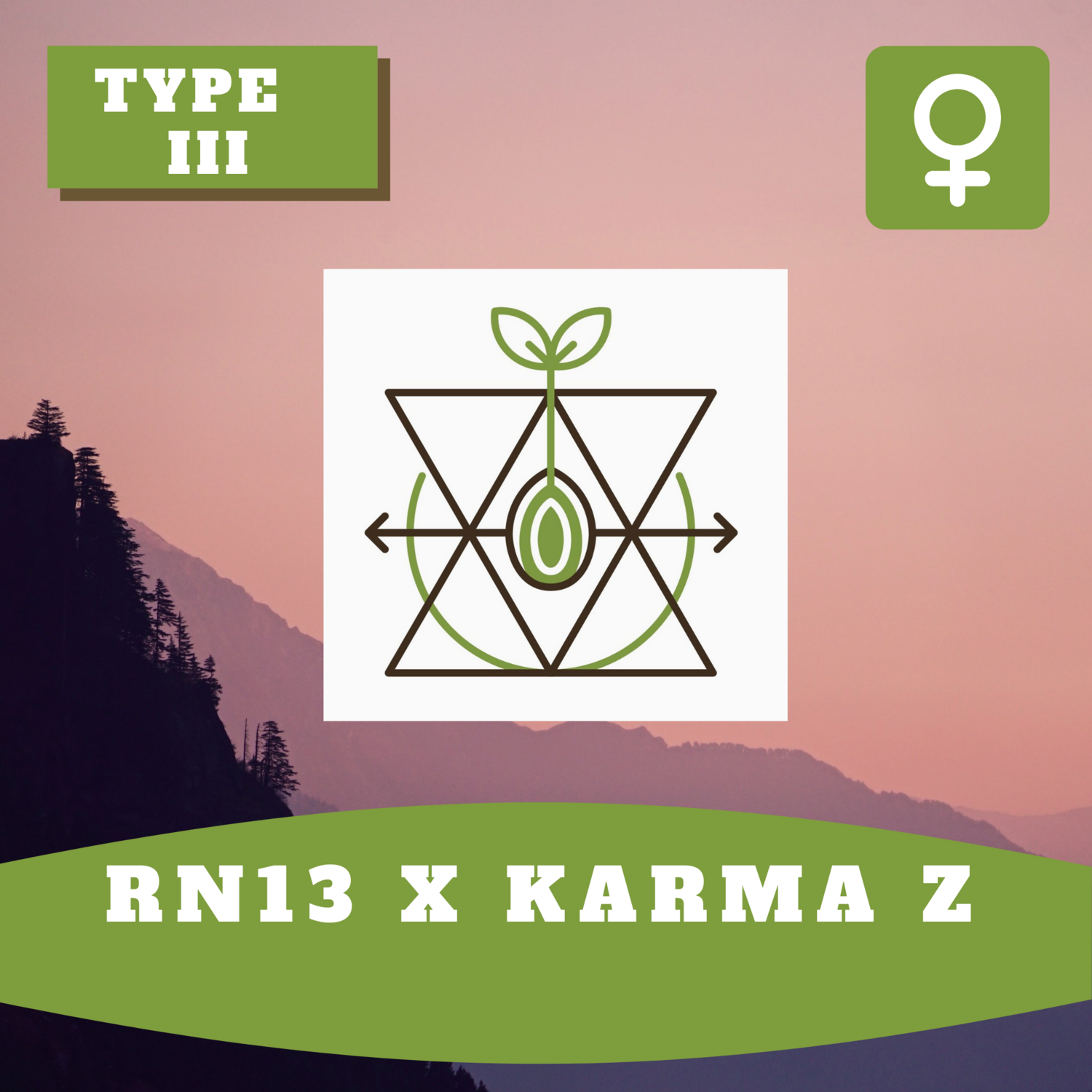 RN13 x Karma Z - 30 (F) Seeds