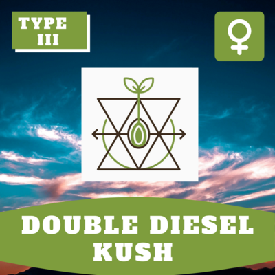 Double Diesel Kush (F)