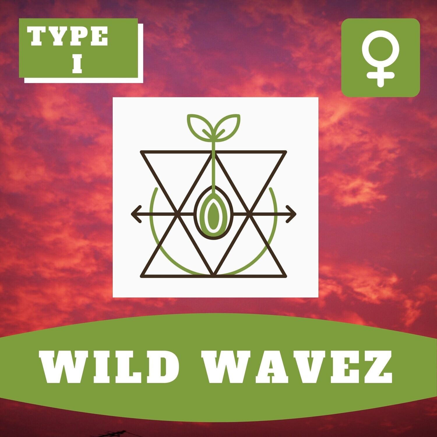 Wild Wavez - 10 (F) Seeds