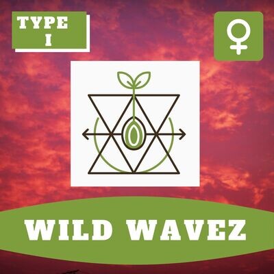 Wild Wavez - 10 (F) Seeds