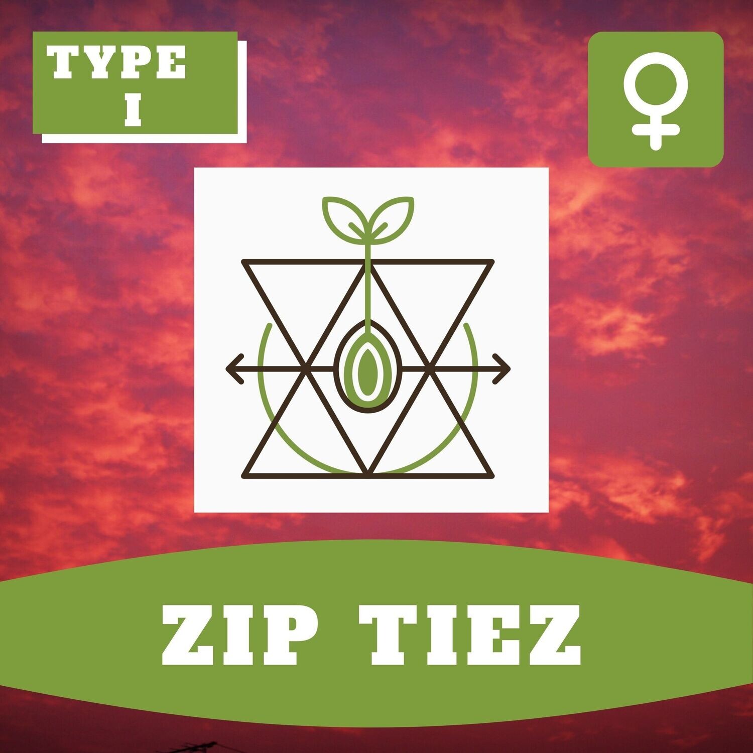 Zip Tiez - 10 (F) Seeds Zip Tiez - 10 (F) Seeds
