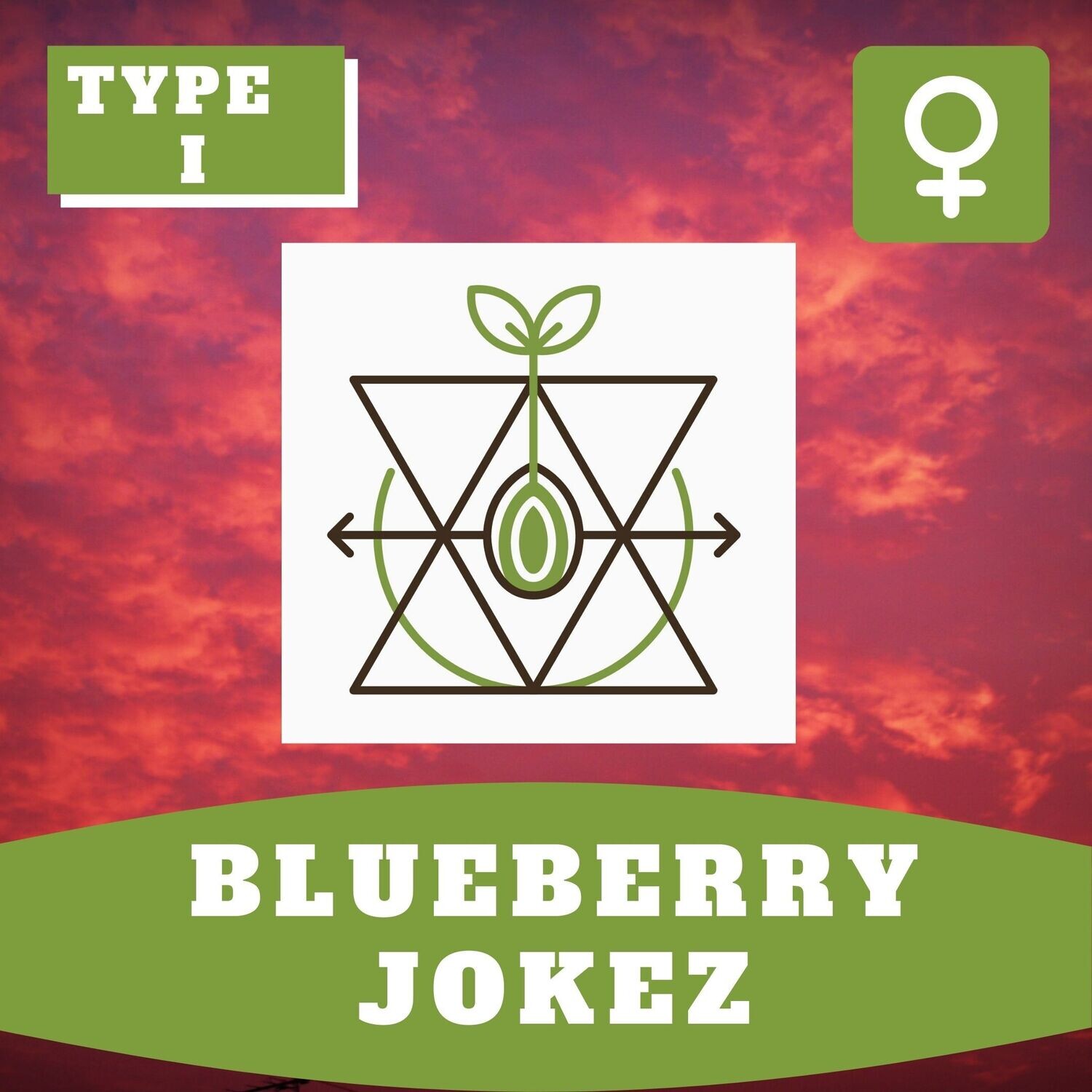 Blueberry Jokez - 10 (F) Seeds Blueberry Jokez - 10 (F) Seeds