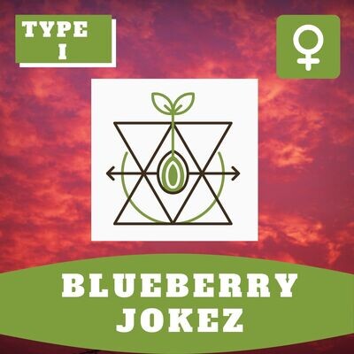 Blueberry Jokez - 10 (F) Seeds