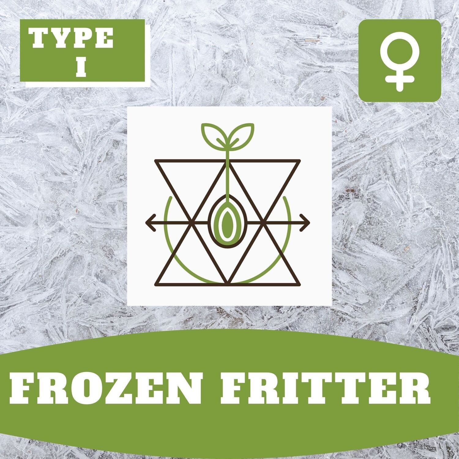 Frozen Fritter - 10 (F) Seeds