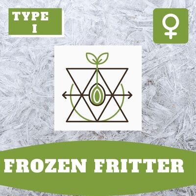 Frozen Fritter - 10 (F) Seeds Frozen Fritter - 10 (F) Seeds