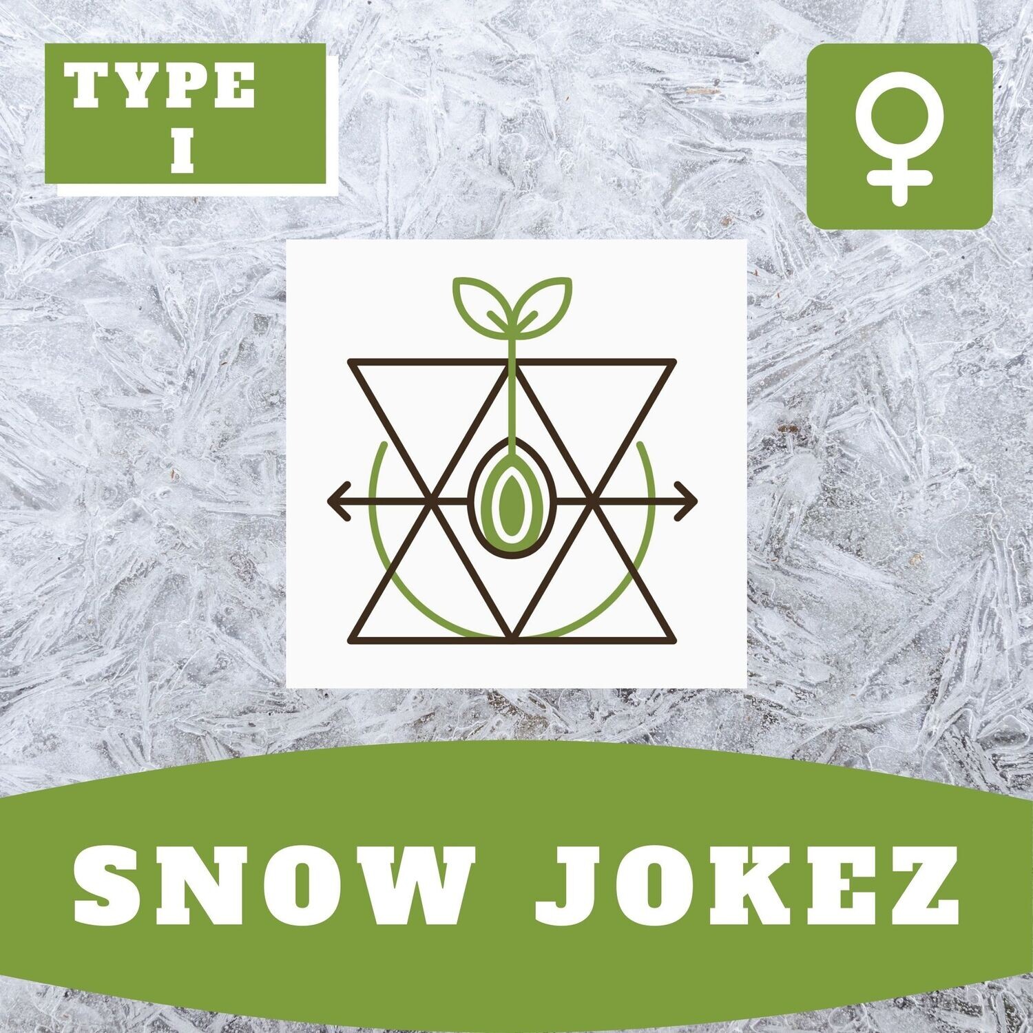 Snow Jokez - 10 (F) Seeds Snow Jokez - 10 (F) Seeds