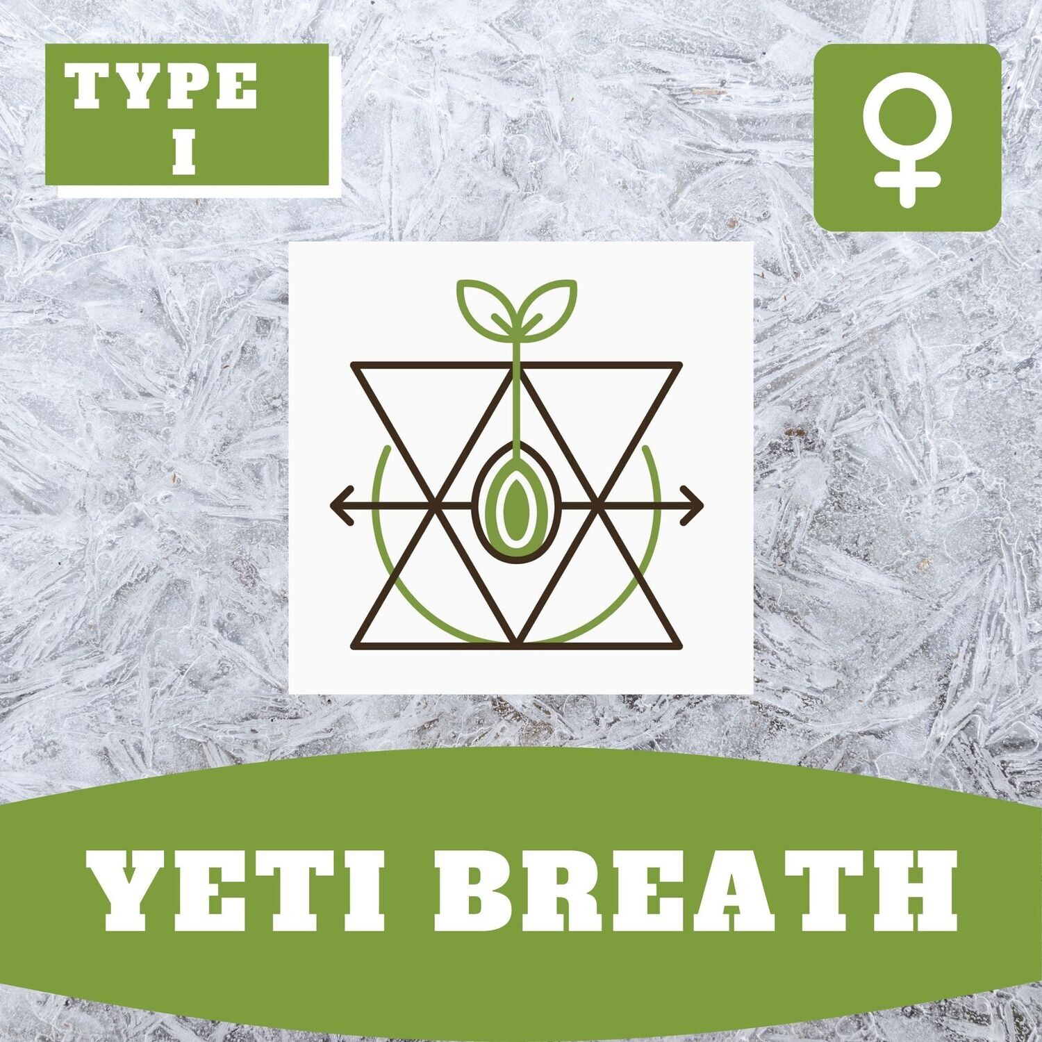 Yeti Breath - 10 (F) Seeds