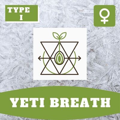 Yeti Breath - 10 (F) Seeds Yeti Breath - 10 (F) Seeds