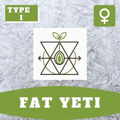 Fat Yeti - 10 (F) Seeds Fat Yeti - 10 (F) Seeds