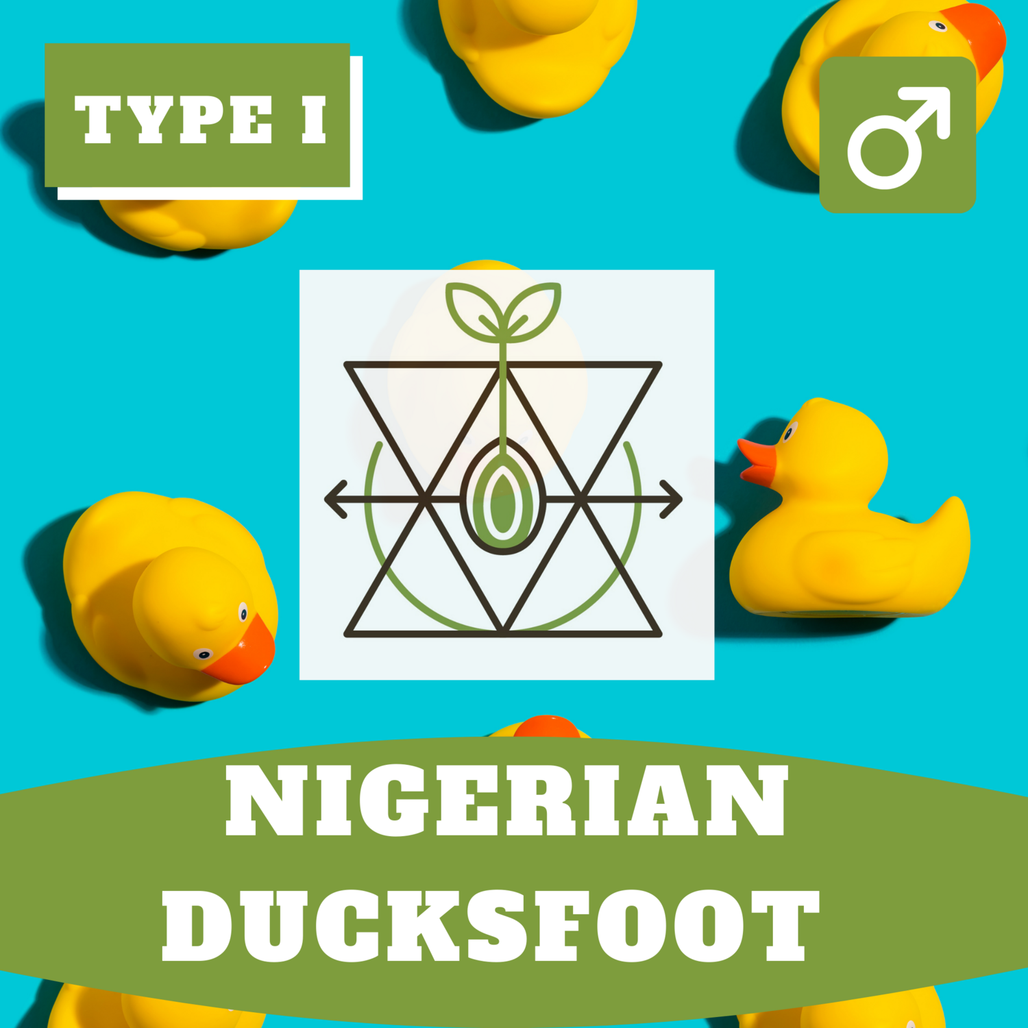 ***Nigerian Ducksfoot - 20 (R) Seeds***