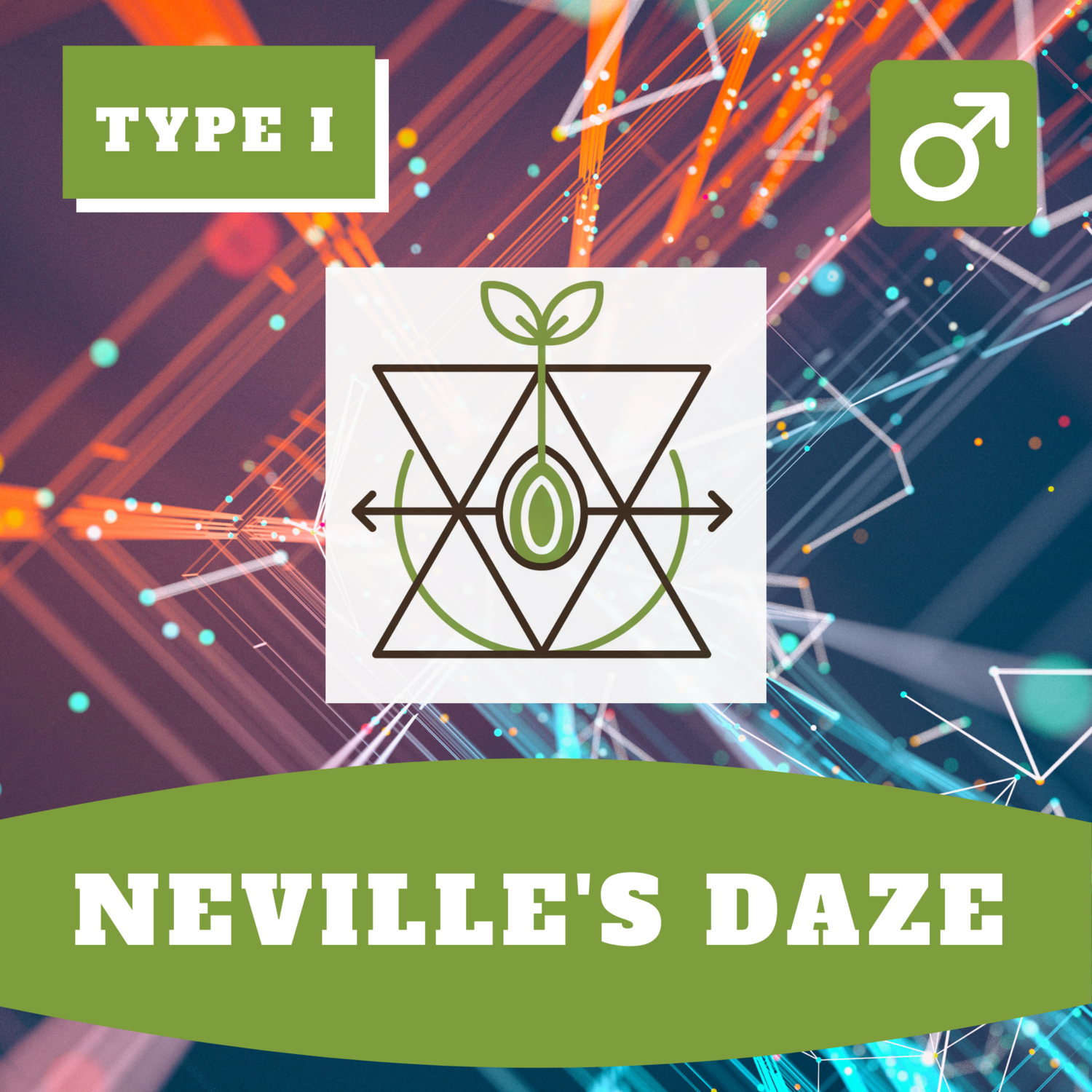 **Nevilles Daze - 20 (R) Seeds**