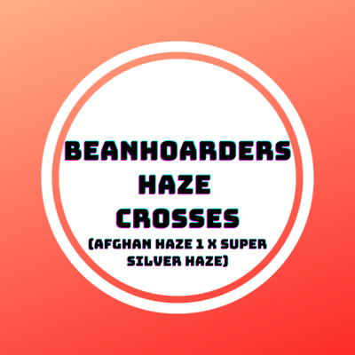 Beanhoarders Haze Crosses
