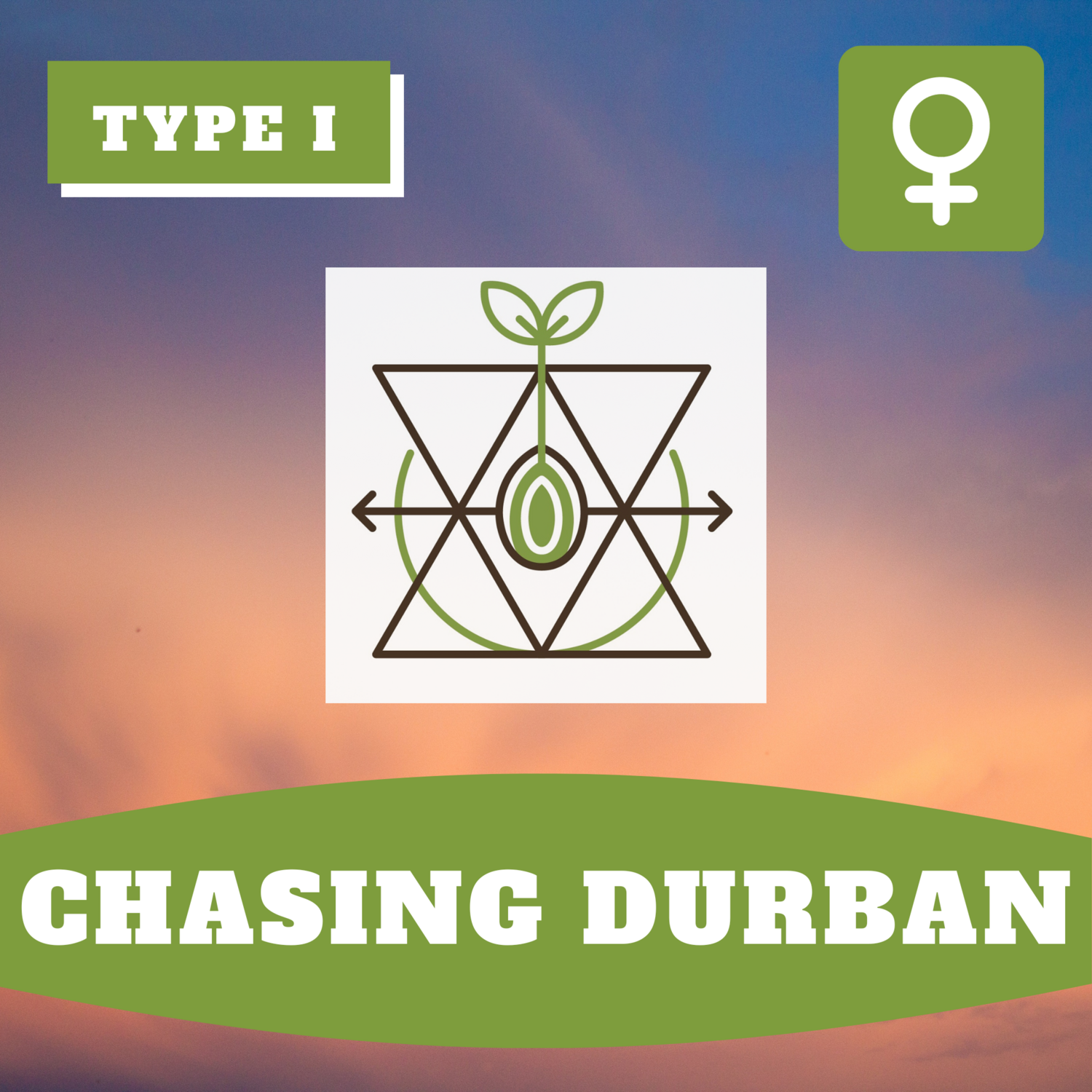 Chasing Durban - (F) Seeds