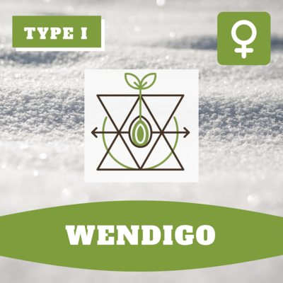 Wendigo - (F) Seeds