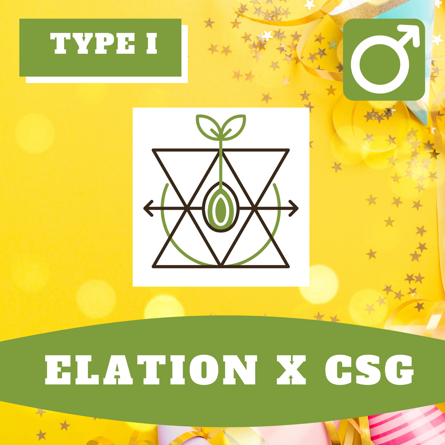 Elation Cannabis x CSG Hybrids - 10 (R) Seeds Elation Cannabis x CSG Hybrids - 10 (R) Seeds