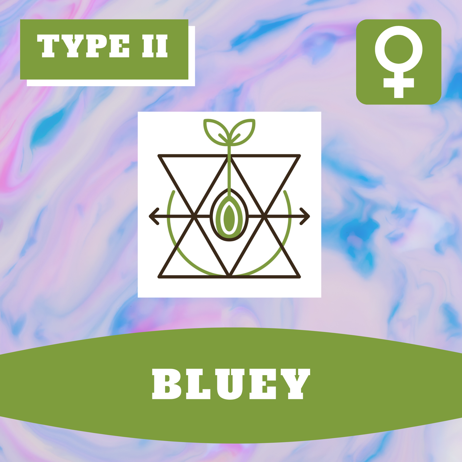 Bluey - 12 (F) Seeds