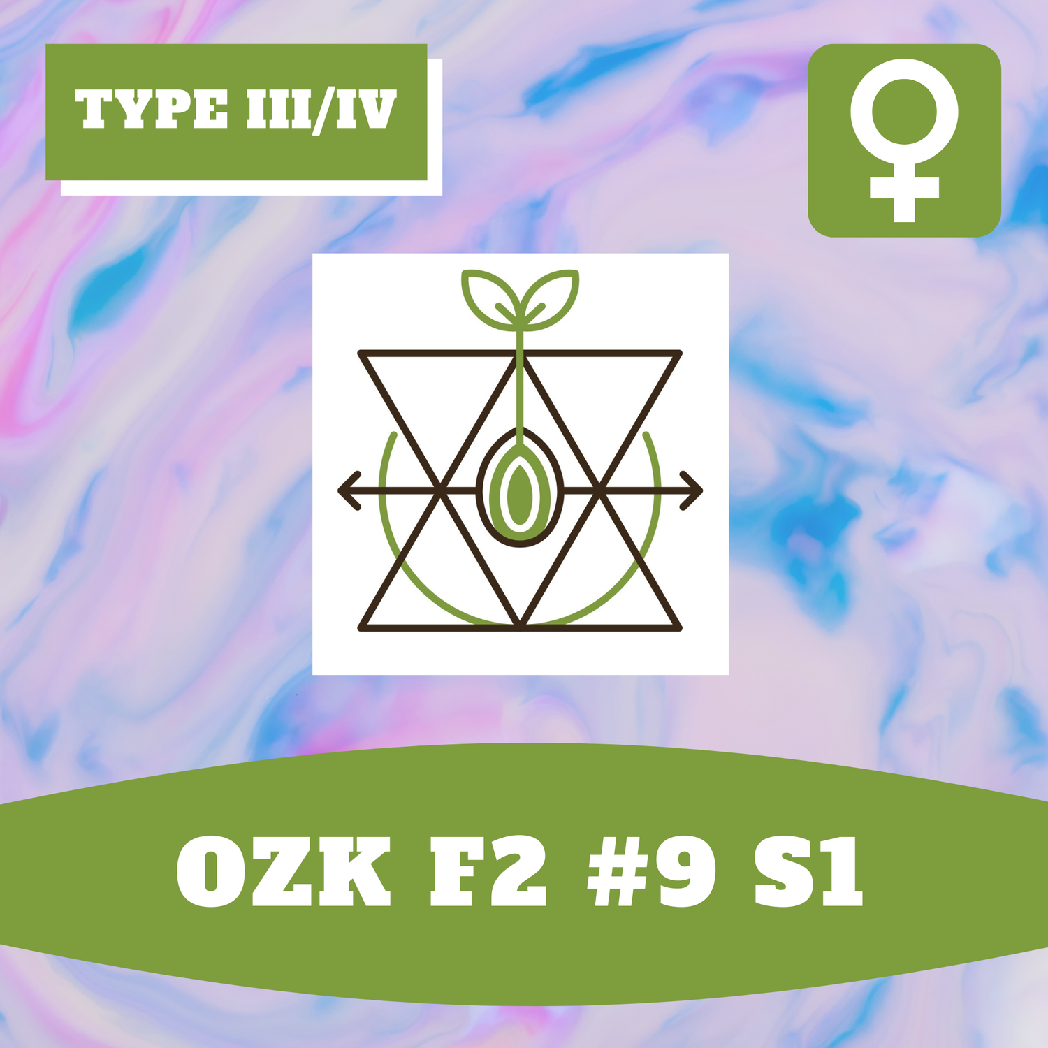 OZK F2 #9 S1 - 12 (F) Seeds OZK F2 #9 S1 - 12 (F) Seeds