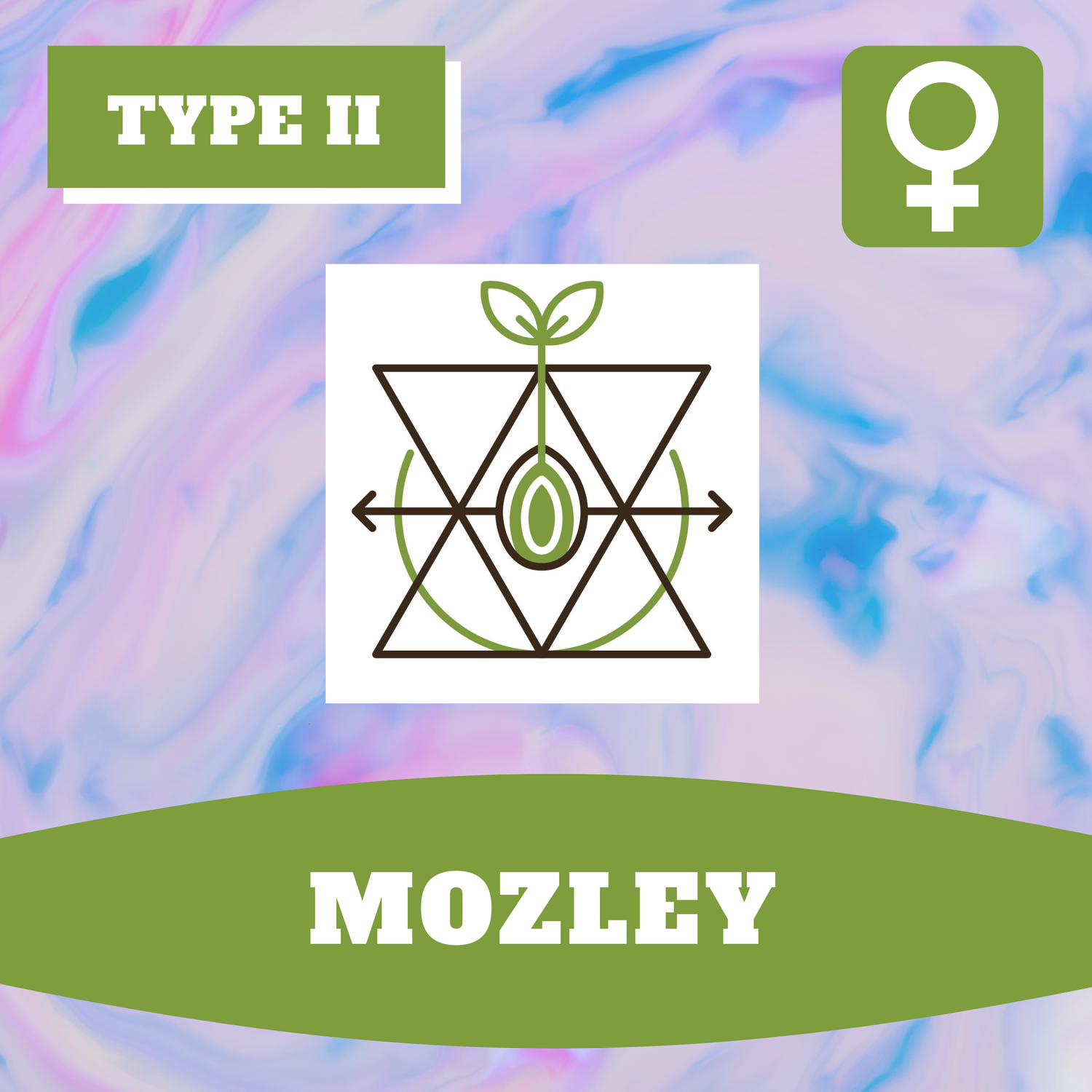 Mozley - 12 (F) Seeds