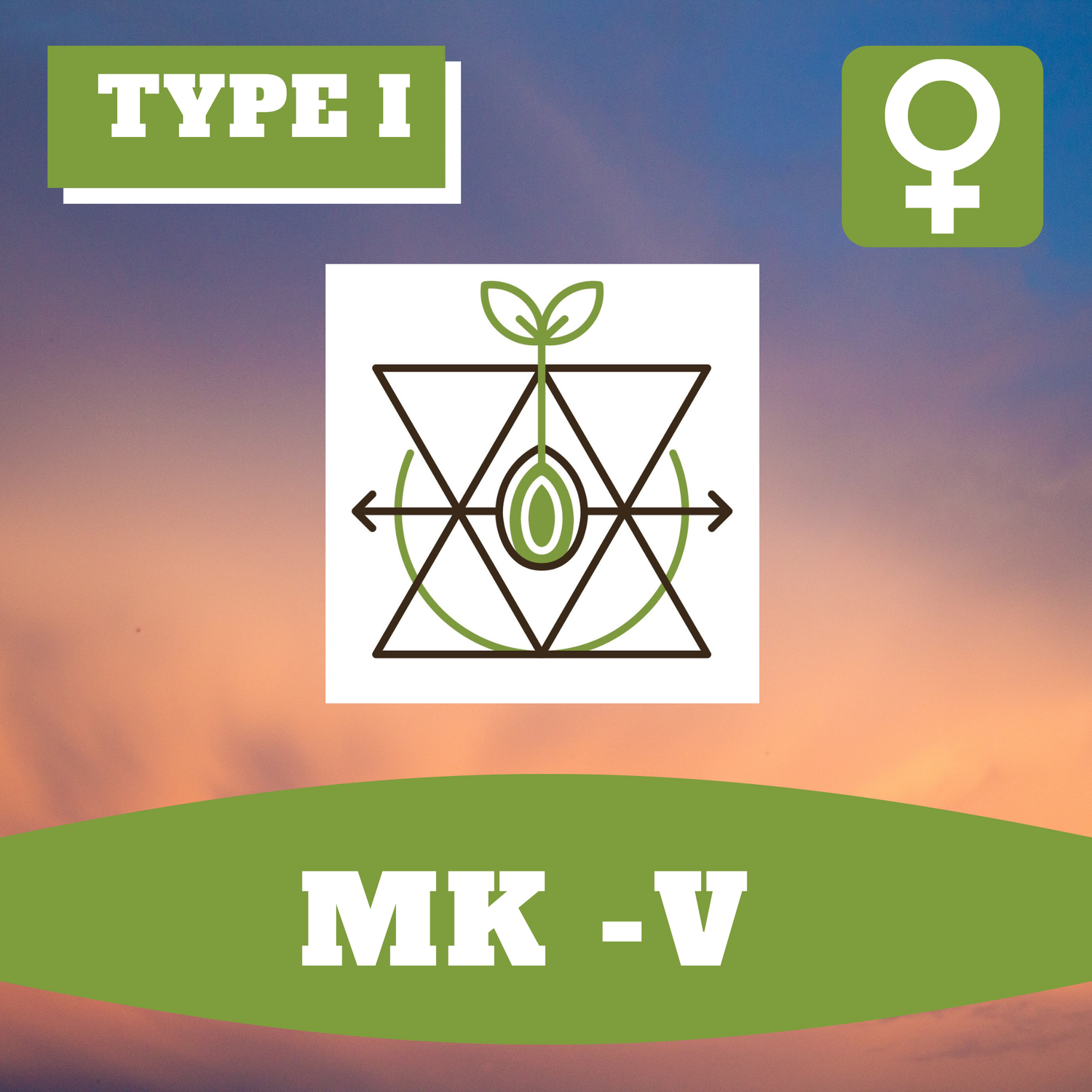 MK-V - 12 (F) Seeds