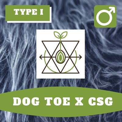 Dog Toe x CSG Hybrids - 10 (R) Seeds Dog Toe x CSG Hybrids - 10 (R) Seeds