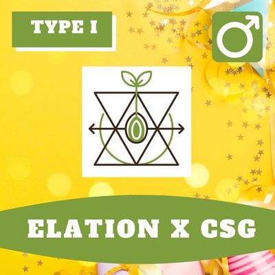 Elation Cannabis x CSG Hybrids - 10 (R) Seeds Elation Cannabis x CSG Hybrids - 10 (R) Seeds