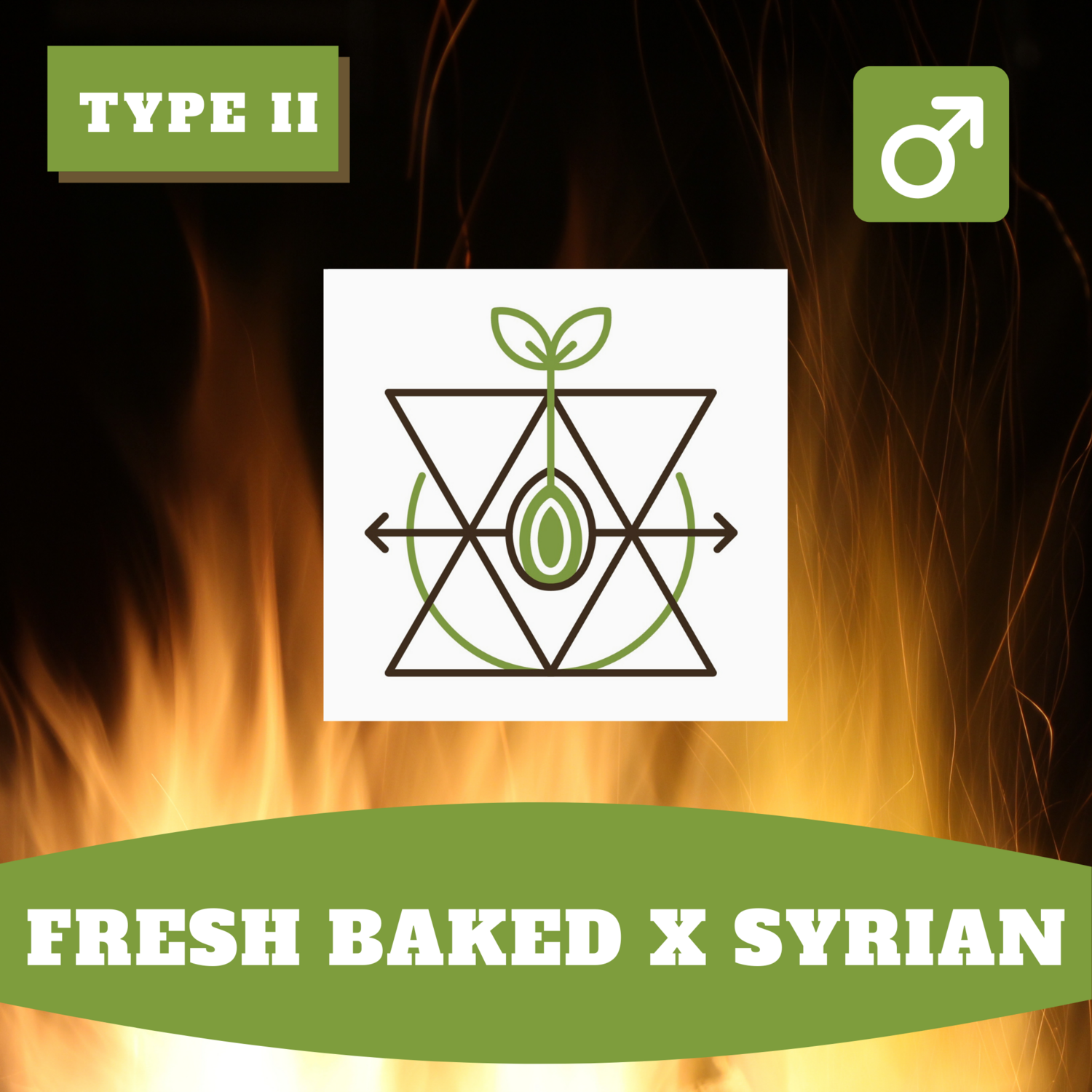 Fresh Baked x Syrian - 12 (R) Seeds