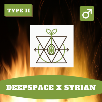 Deepspace x Syrian - 12 (R) Seeds