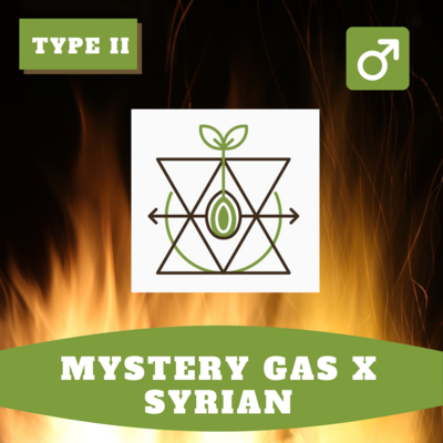 Mystery Gas x Syrian - 12 (R) Seeds