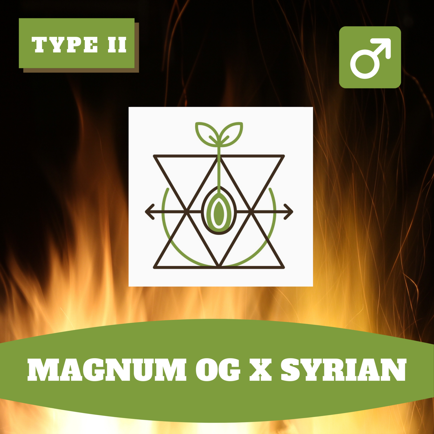 Magnum OG x Syrian - 12 (R) Seeds Magnum OG x Syrian - 12 (R) Seeds