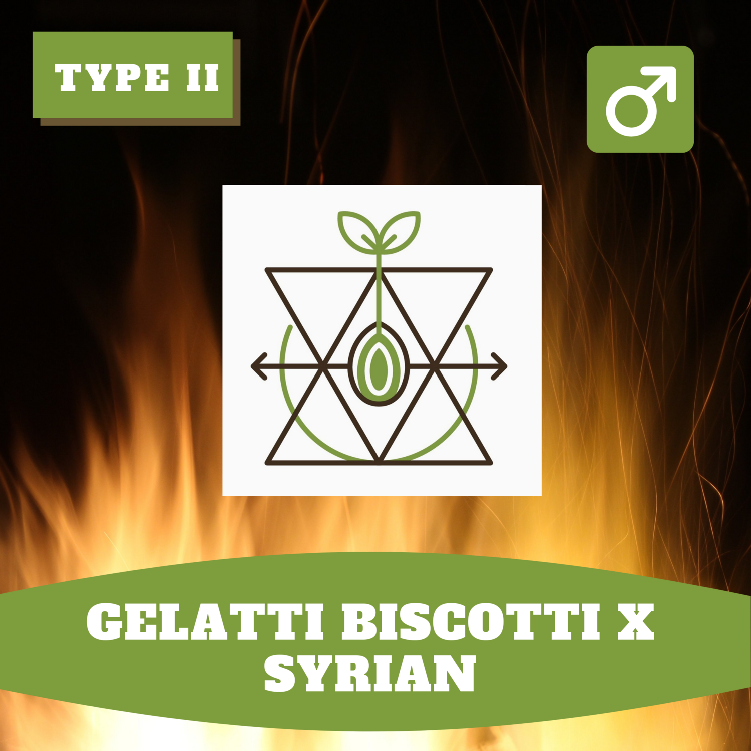 Gelatti Biscotti x Syrian - 12 (R) Seeds