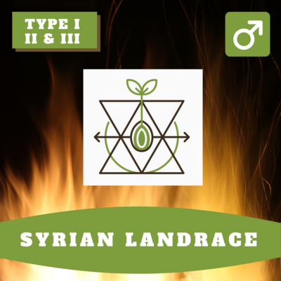 Syrian Landrace