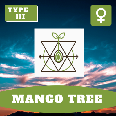 Mango Tree (F) Mango Tree (F)
