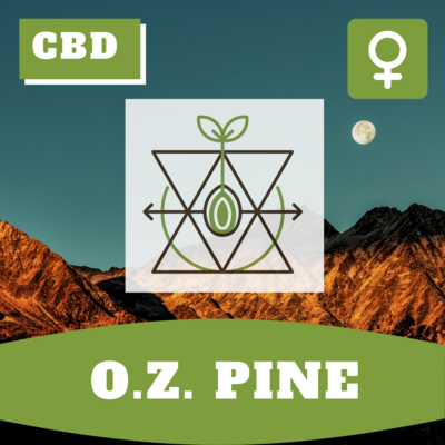 O.Z. Pine