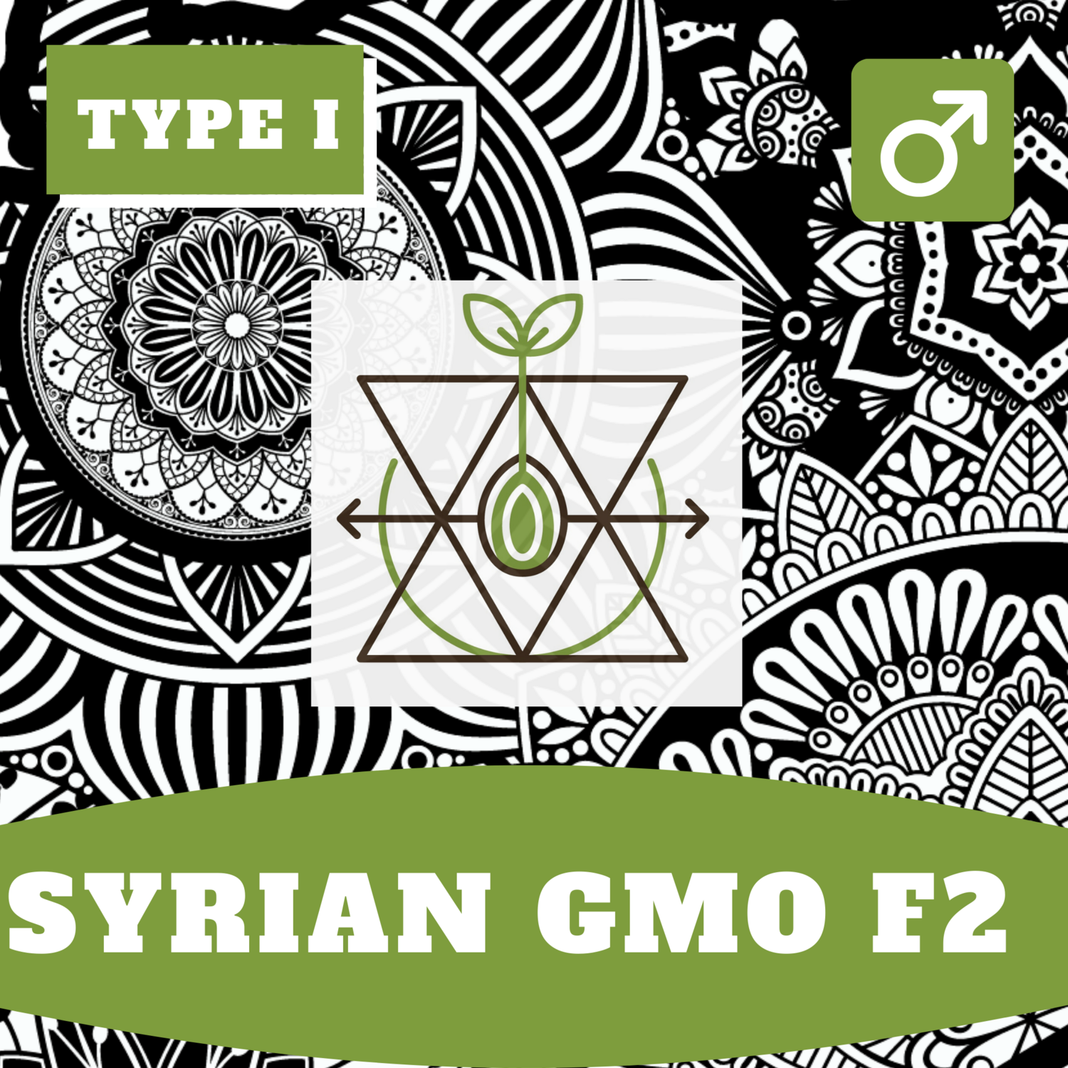 ***Syrian GMO F2 - 12 (R) Seeds***