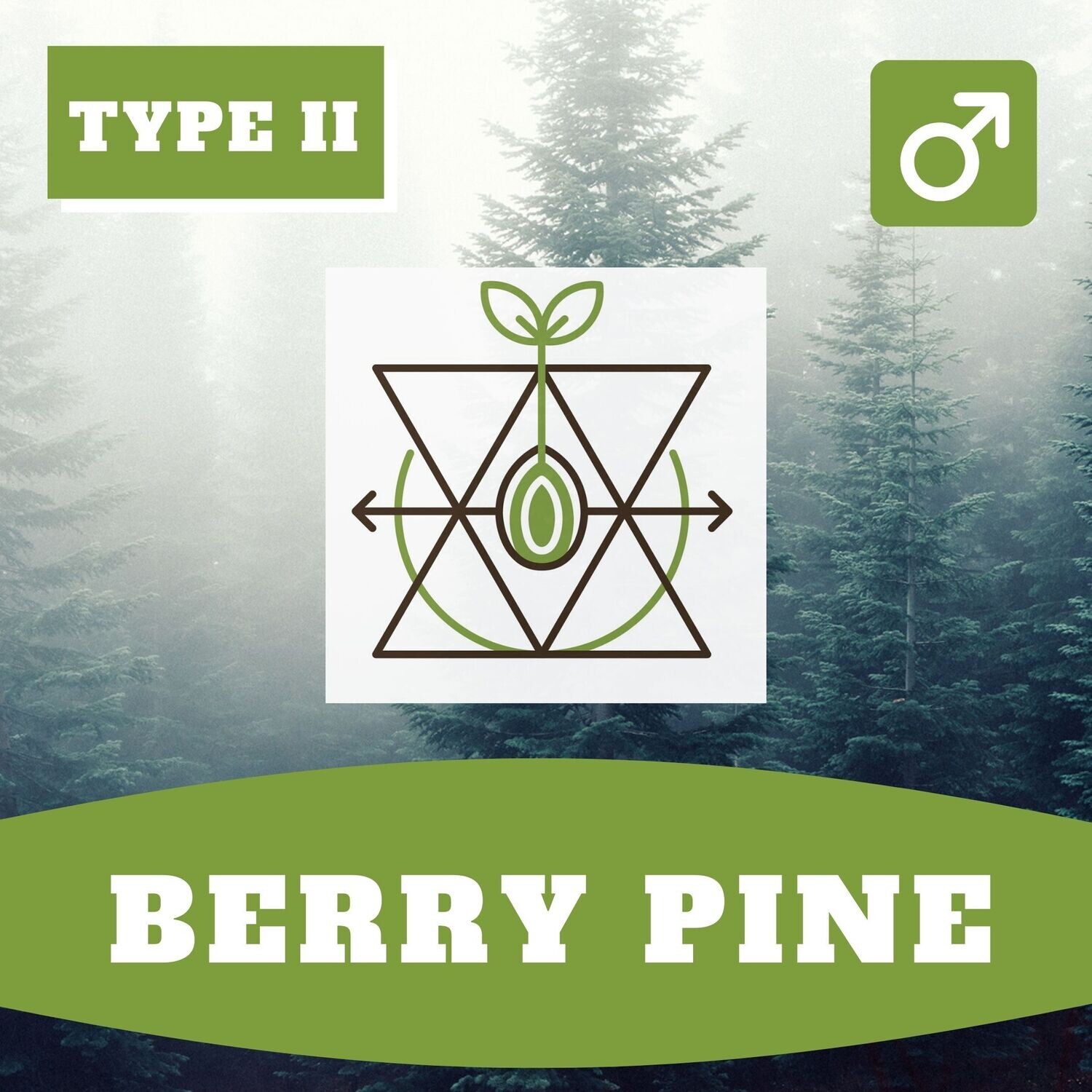 ++ Berry Pine (R) - 20 Seeds ++ Berry Pine (R) - 20 Seeds