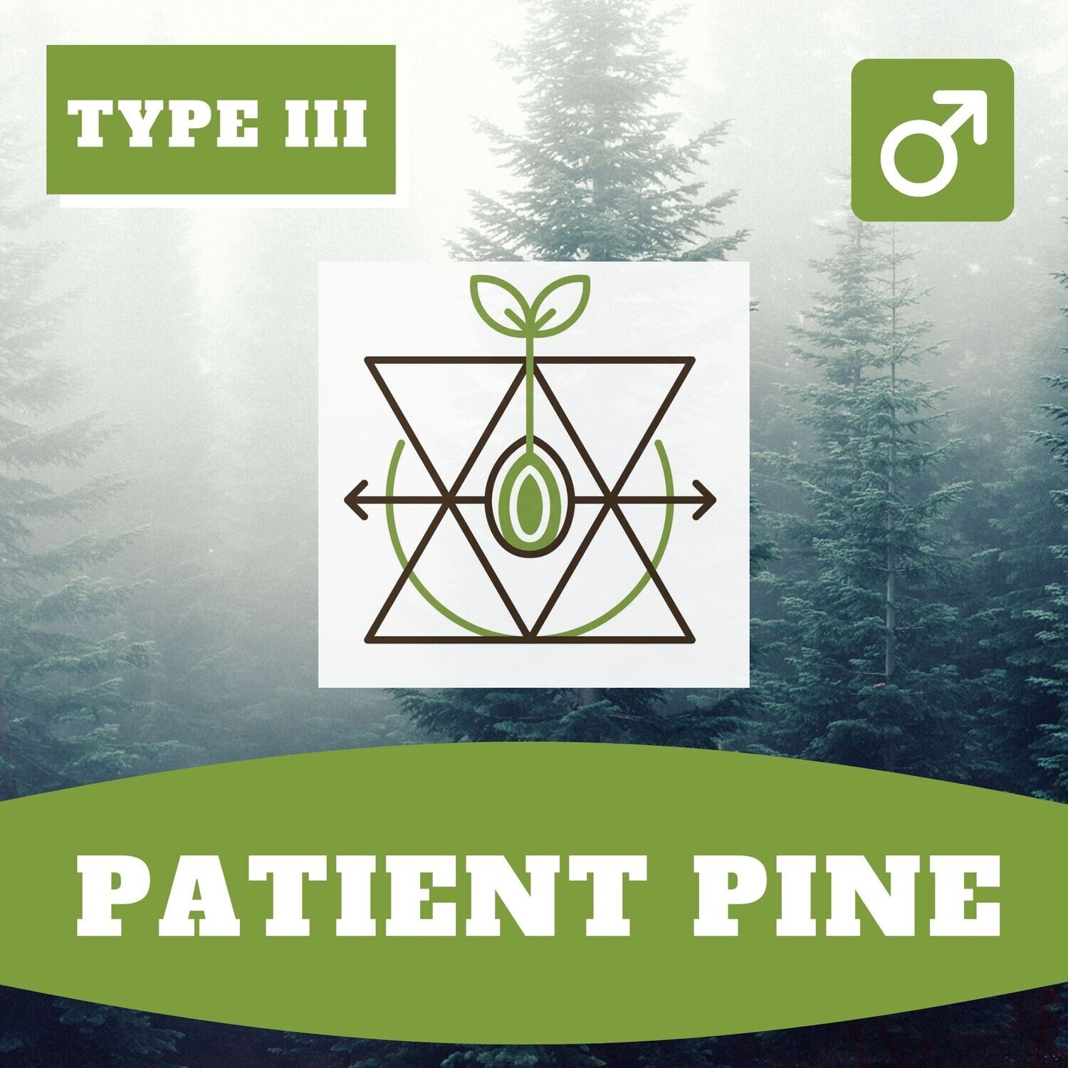 Patient Pine (R) - 20 Seeds Patient Pine (R) - 20 Seeds